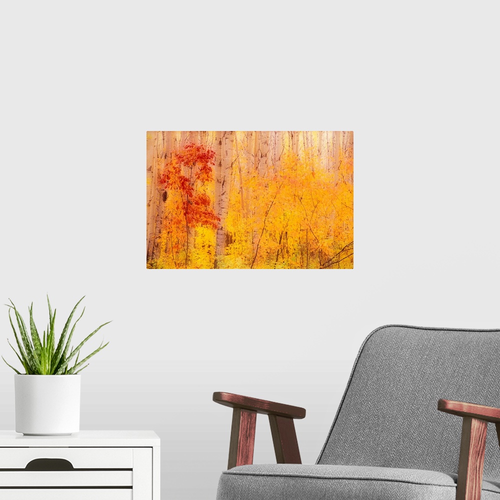 A modern room featuring This landscape photograph shows a forest filled with brightly color leaves on small trees growing...