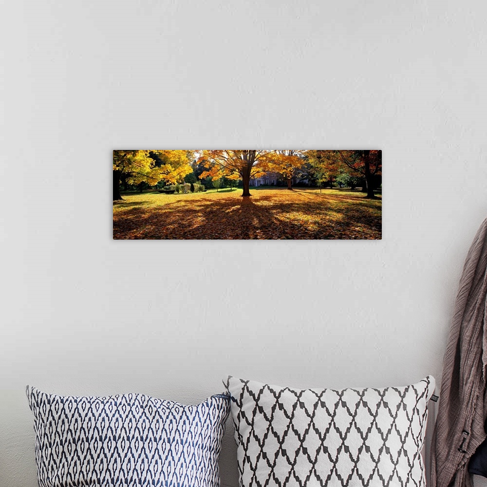 A bohemian room featuring Trees in autumn are photographed panoramically as their leaves have fallen and blanketed the ground.