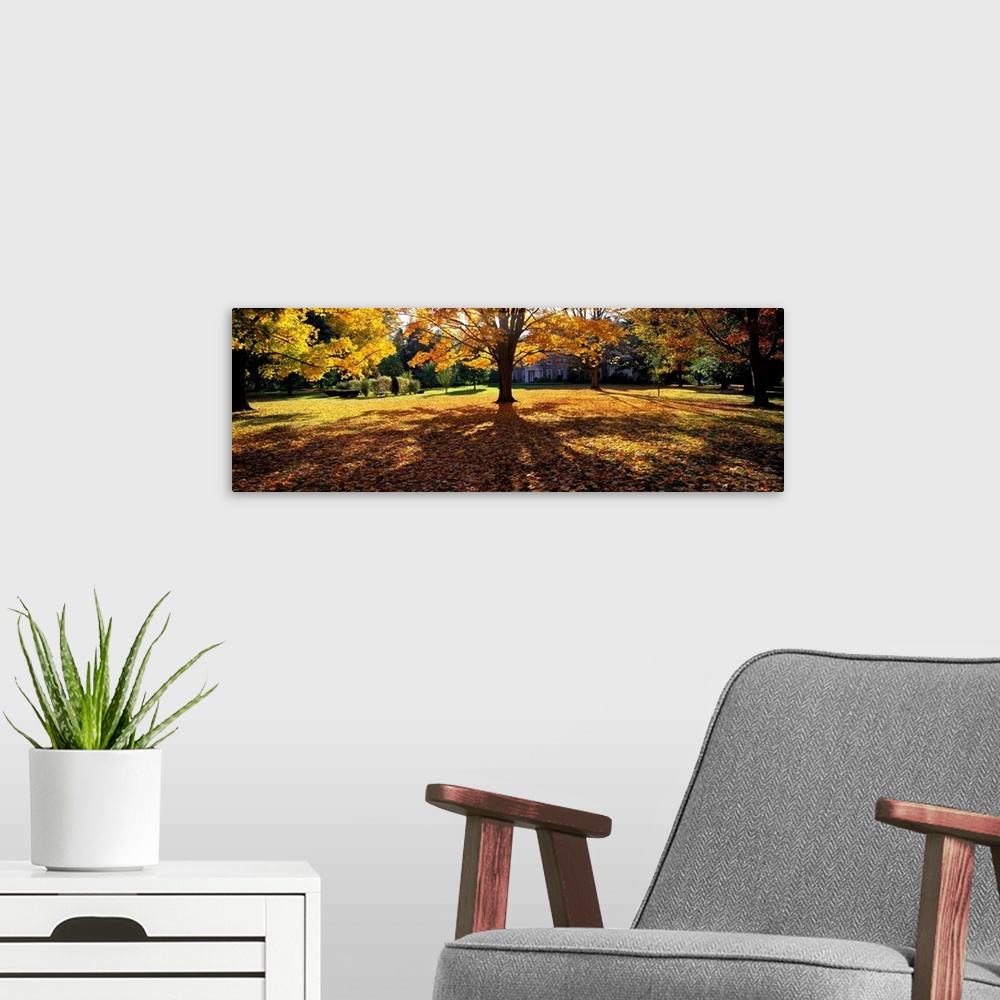 A modern room featuring Trees in autumn are photographed panoramically as their leaves have fallen and blanketed the ground.