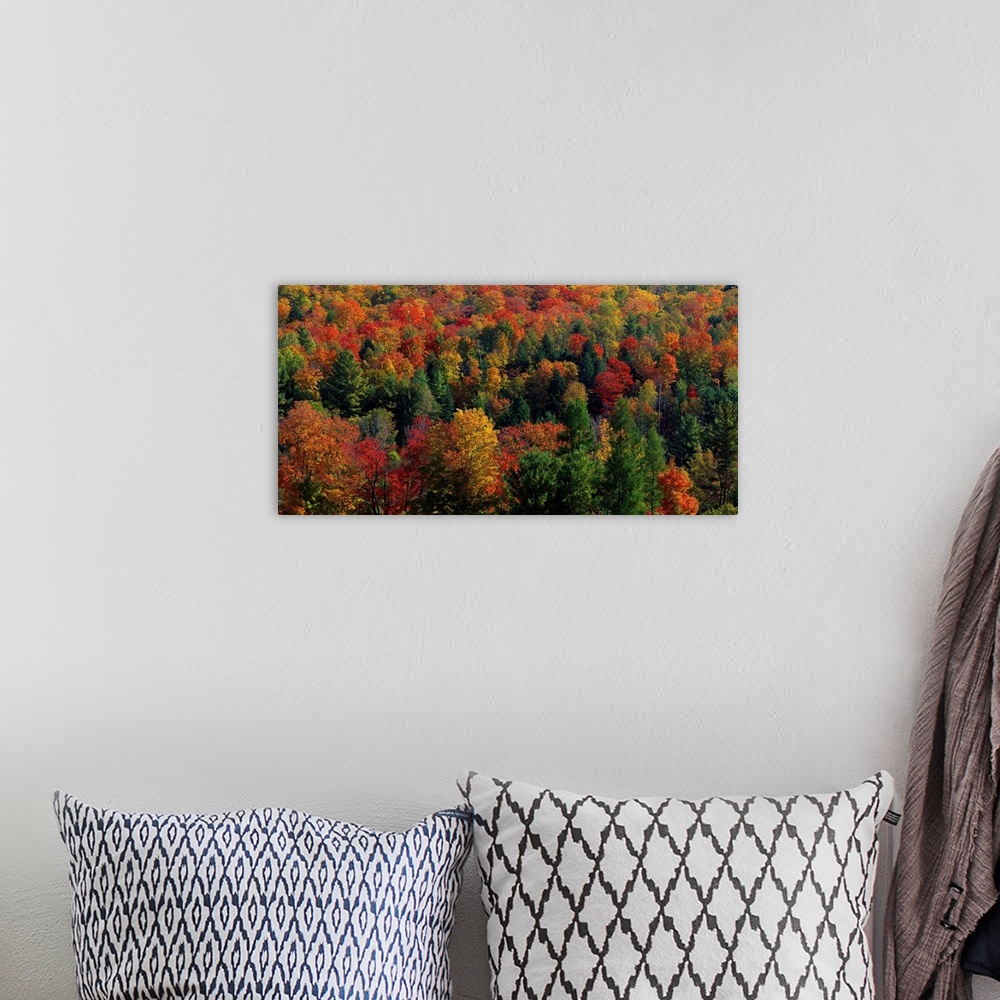 A bohemian room featuring Panoramic photograph taken from an aerial view overlooks a densely filled forest packed with tree...