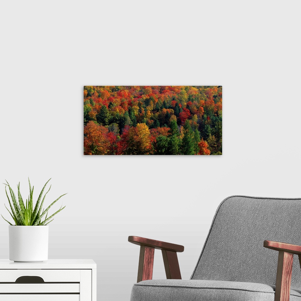 A modern room featuring Panoramic photograph taken from an aerial view overlooks a densely filled forest packed with tree...