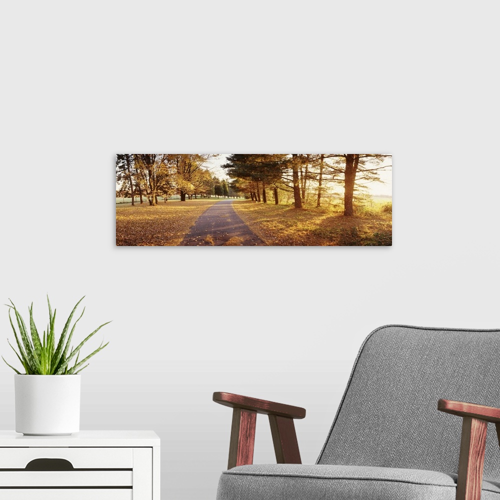 A modern room featuring Autumn tree along a road, Middleburg, Virginia