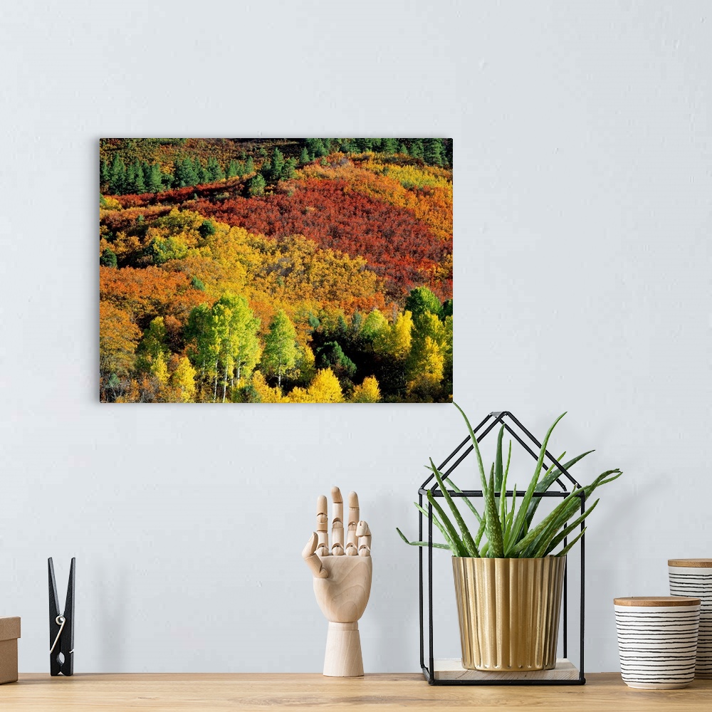 A bohemian room featuring Aerial view of a fall foliage covered forest on canvas.