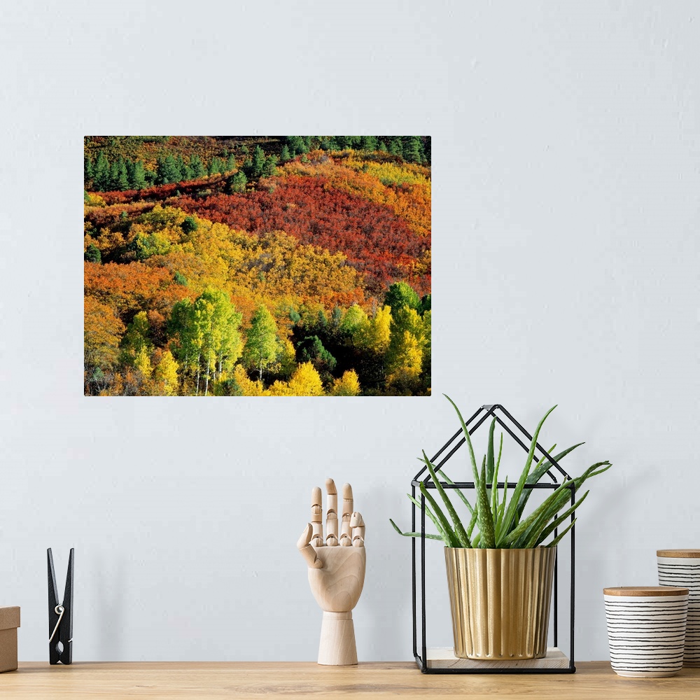 A bohemian room featuring Aerial view of a fall foliage covered forest on canvas.