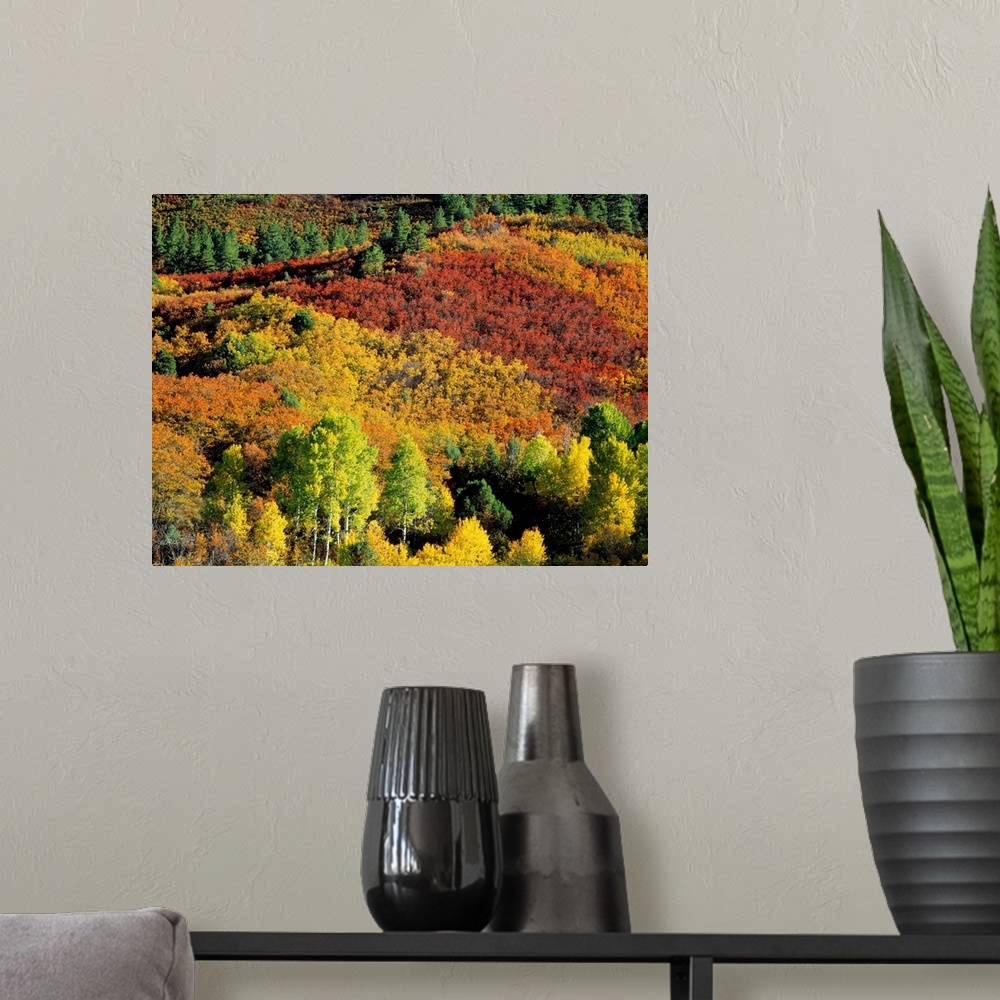 A modern room featuring Aerial view of a fall foliage covered forest on canvas.