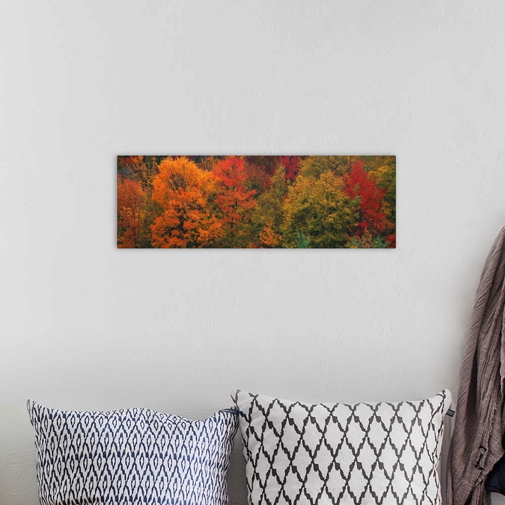 A bohemian room featuring Aerial photograph on a giant canvas of fall colored trees in Connecticut.