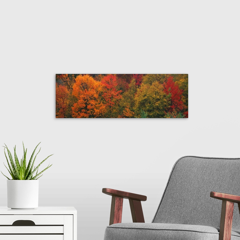 A modern room featuring Aerial photograph on a giant canvas of fall colored trees in Connecticut.