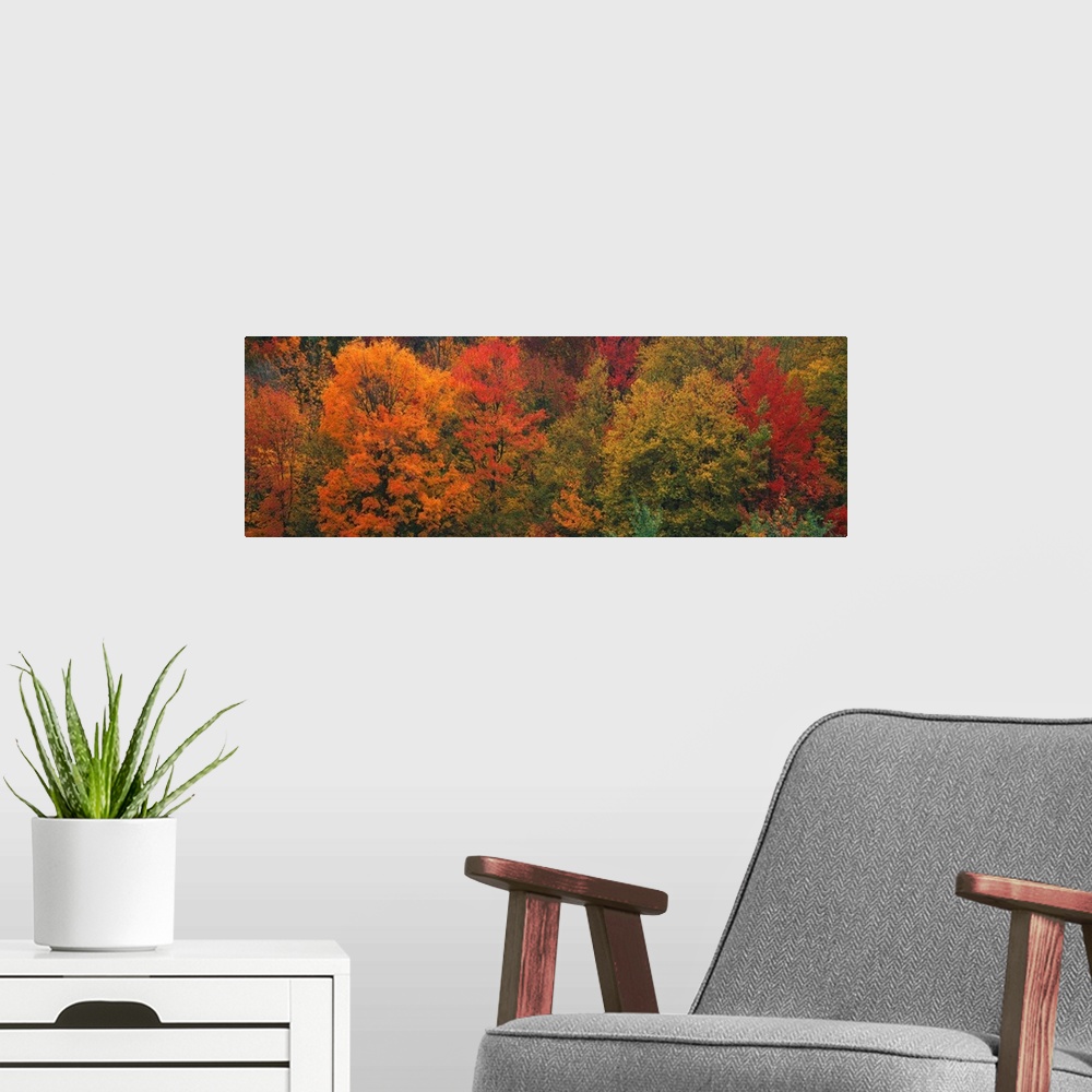 A modern room featuring Aerial photograph on a giant canvas of fall colored trees in Connecticut.
