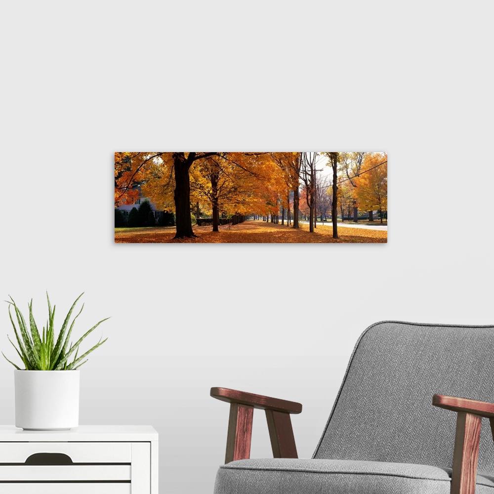 A modern room featuring Autumn Trees Hudley (near Northampton ) Massachusetts