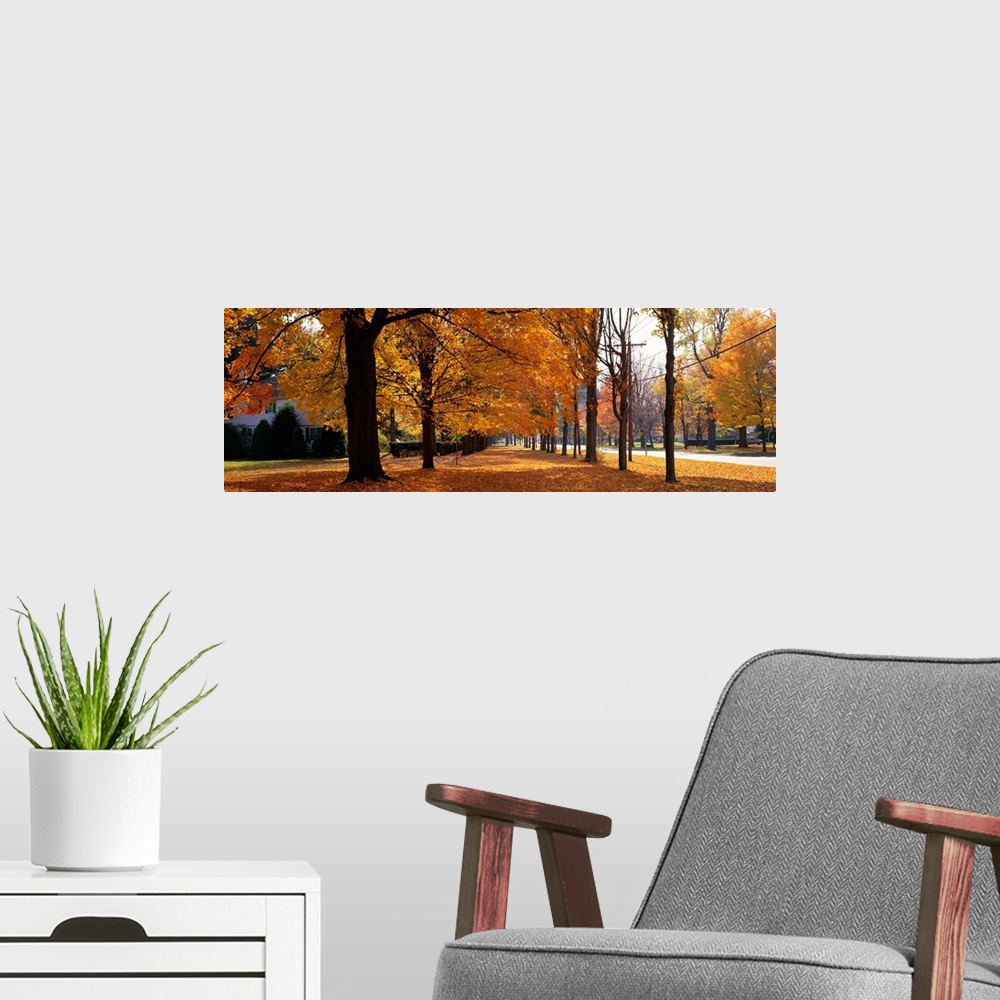 A modern room featuring Autumn Trees Hudley (near Northampton ) Massachusetts