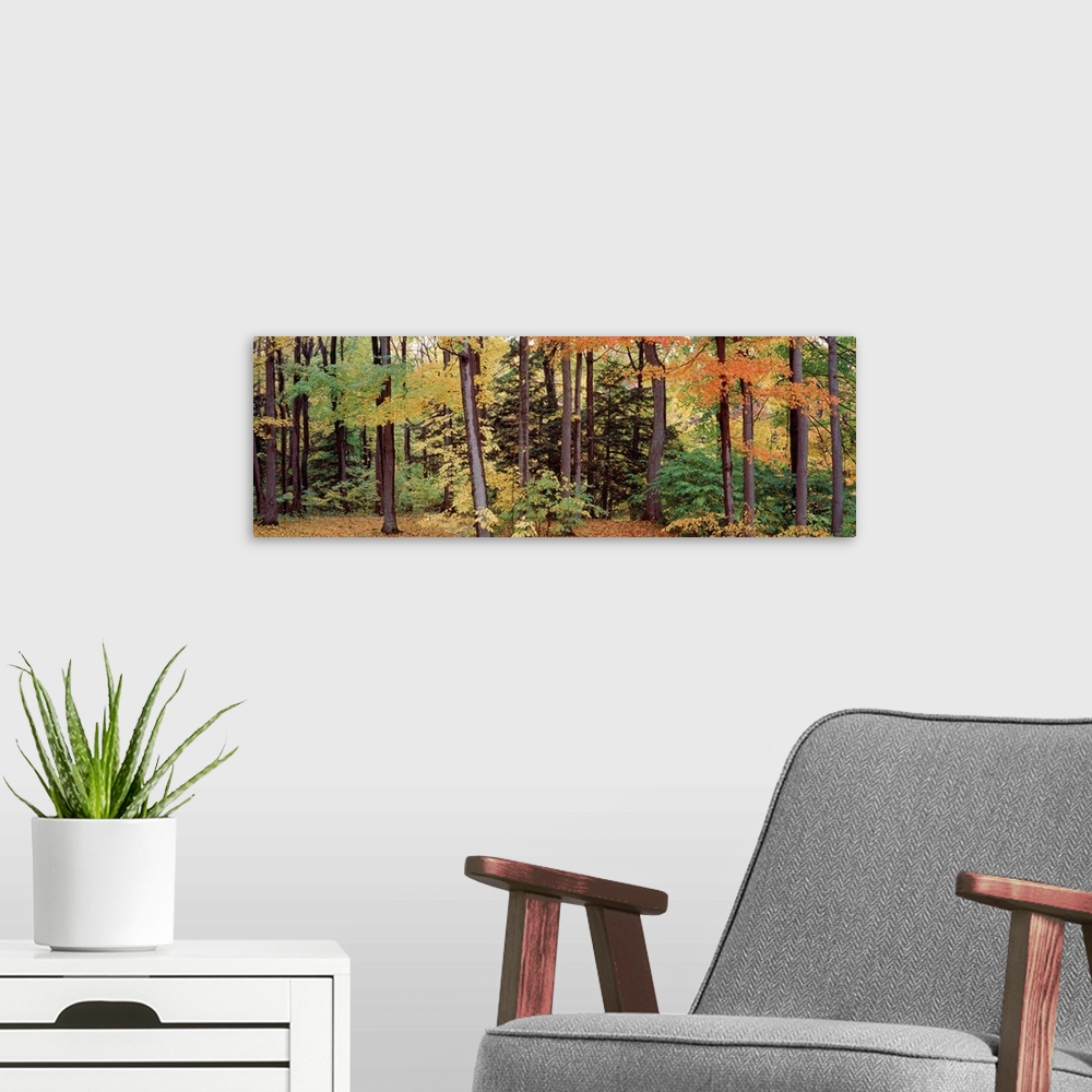 A modern room featuring Autumn trees in a forest, Chestnut Ridge Park, New York