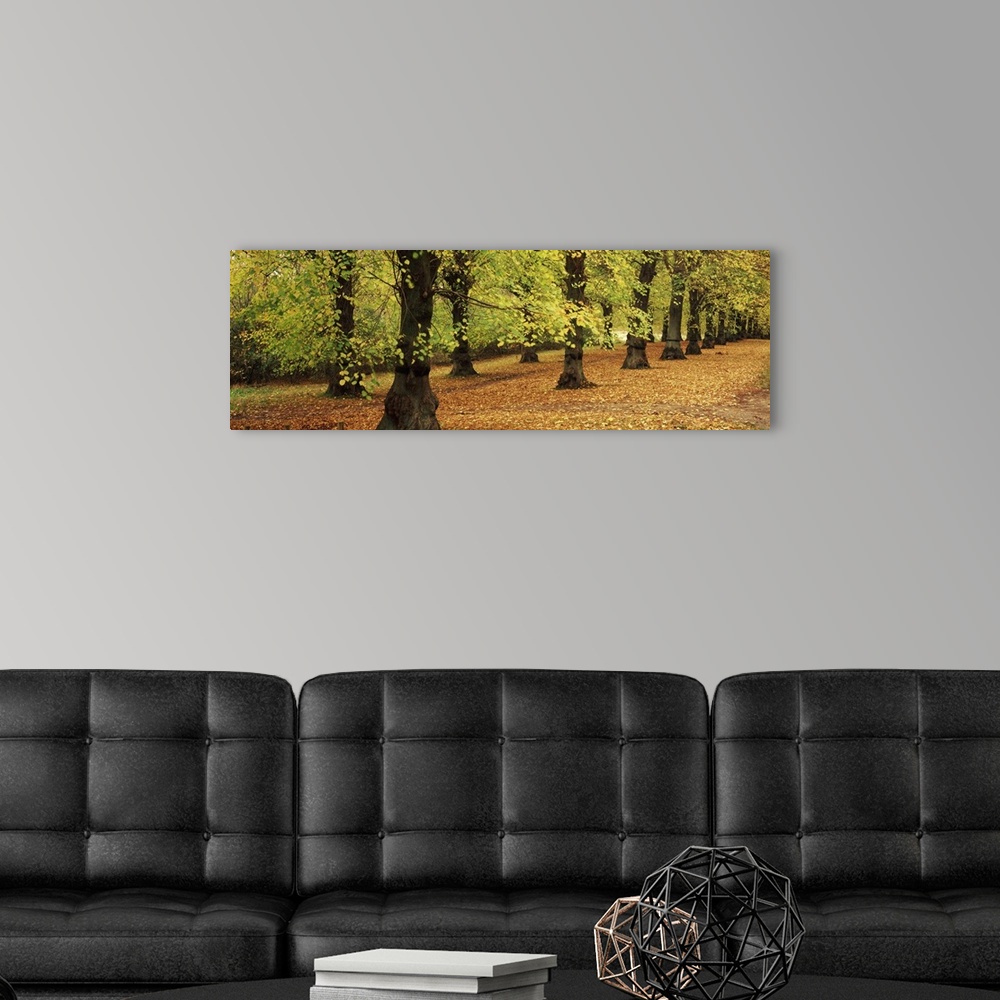 A modern room featuring Autumn trees in a park, Clumber Park, Nottinghamshire, England