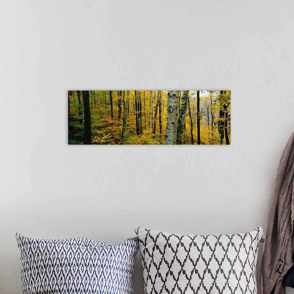 A bohemian room featuring Oversized, landscape photograph of a forest full of trees and golden fall foliage, in Massachusetts.