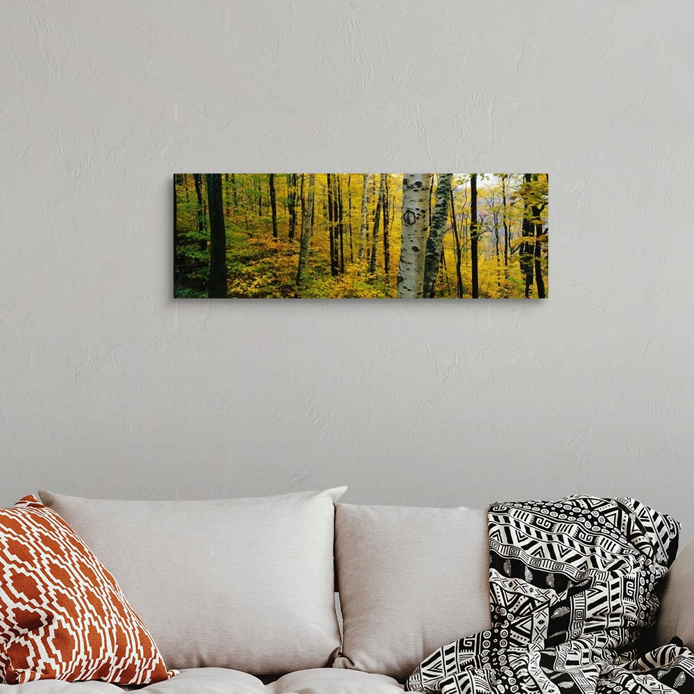 A bohemian room featuring Oversized, landscape photograph of a forest full of trees and golden fall foliage, in Massachusetts.