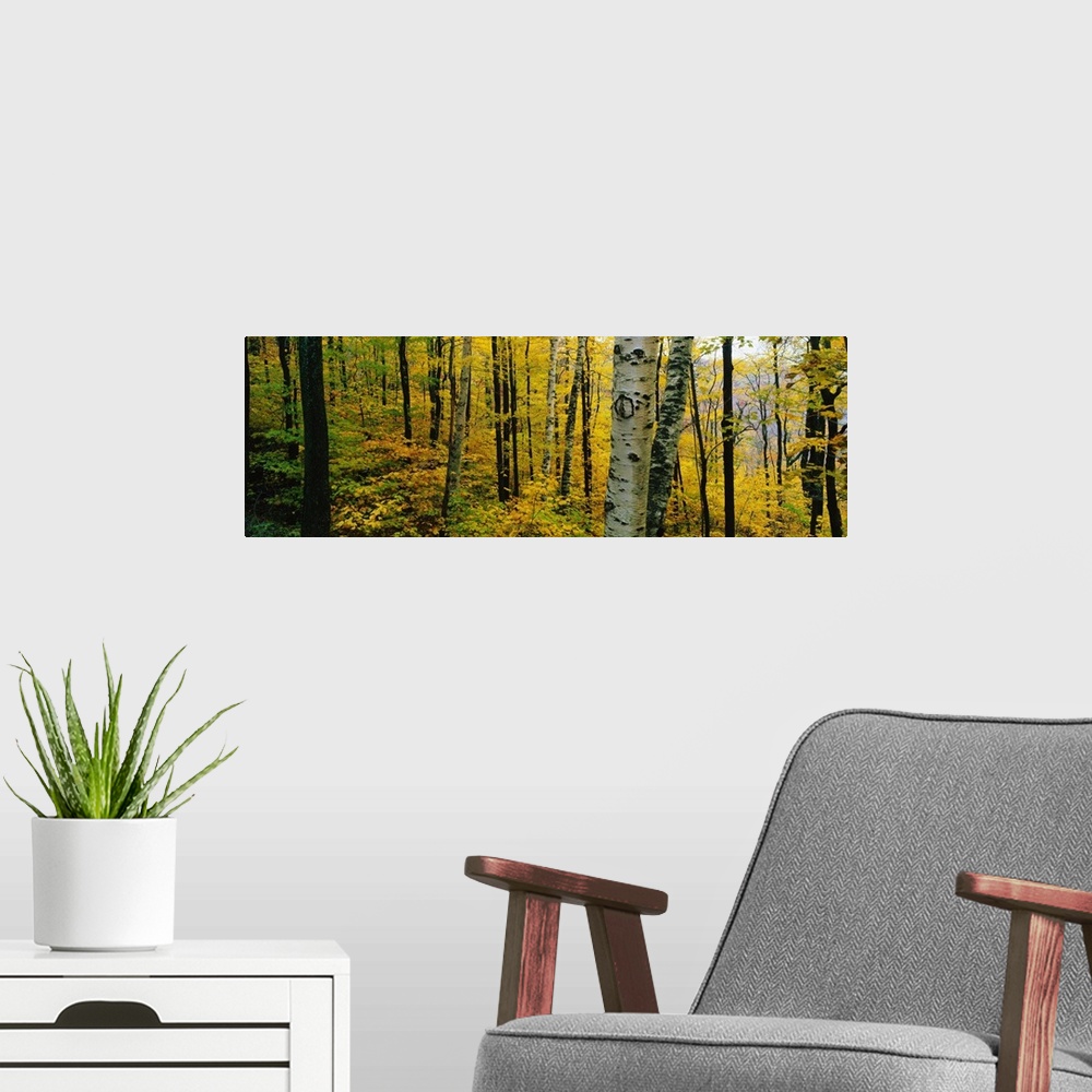A modern room featuring Oversized, landscape photograph of a forest full of trees and golden fall foliage, in Massachusetts.