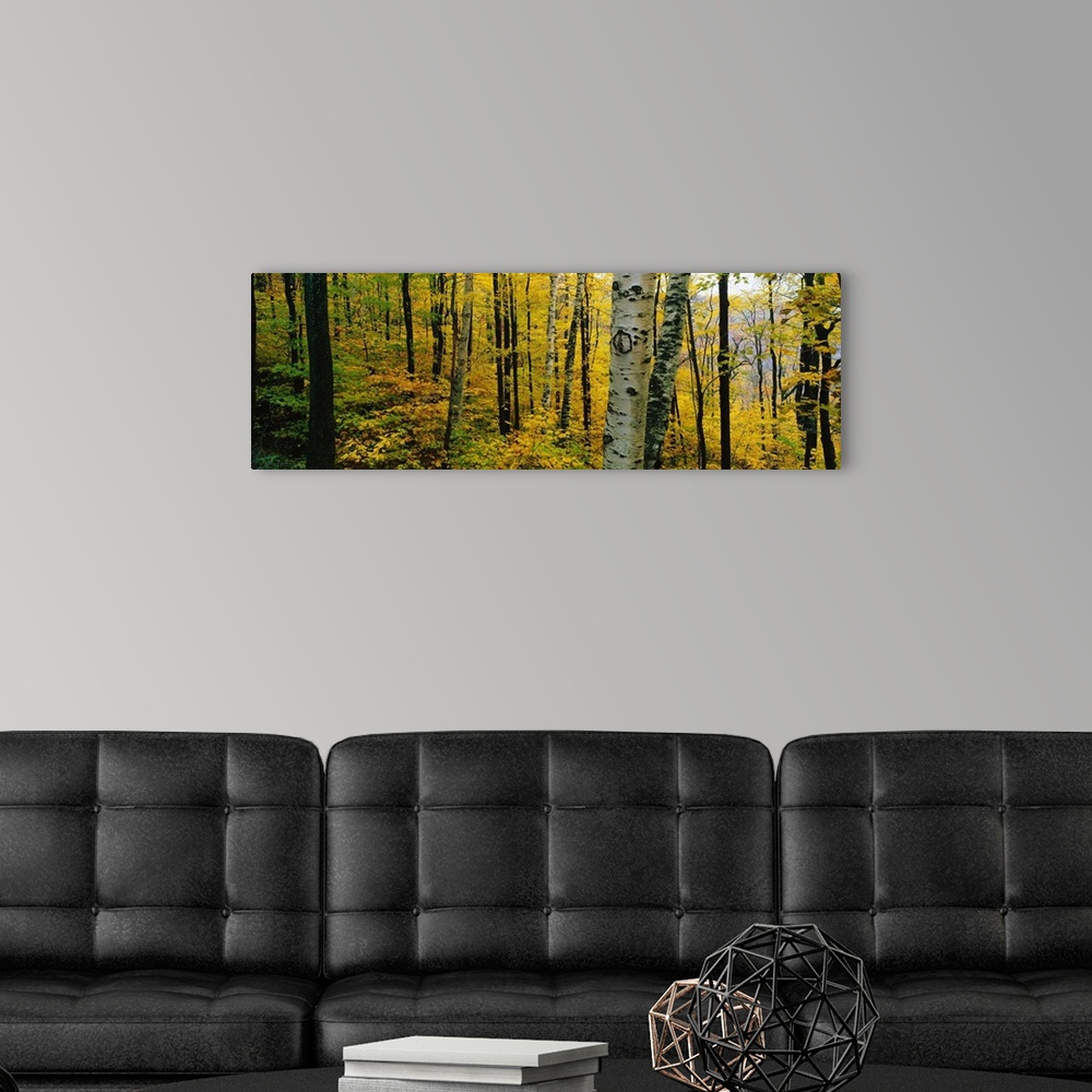 A modern room featuring Oversized, landscape photograph of a forest full of trees and golden fall foliage, in Massachusetts.