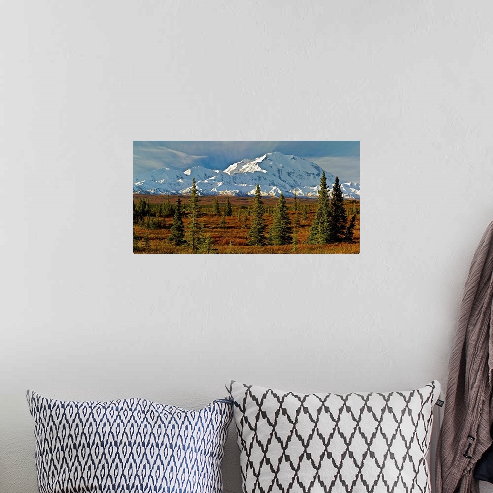 A bohemian room featuring Autumn tundra and spruce trees, Mt McKinley, Denali National Park, Alaska