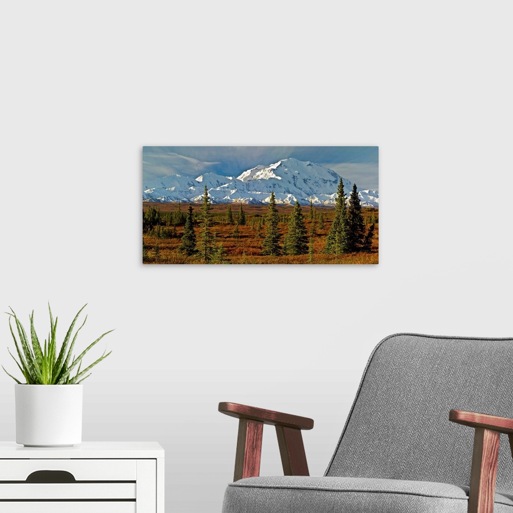 A modern room featuring Autumn tundra and spruce trees, Mt McKinley, Denali National Park, Alaska