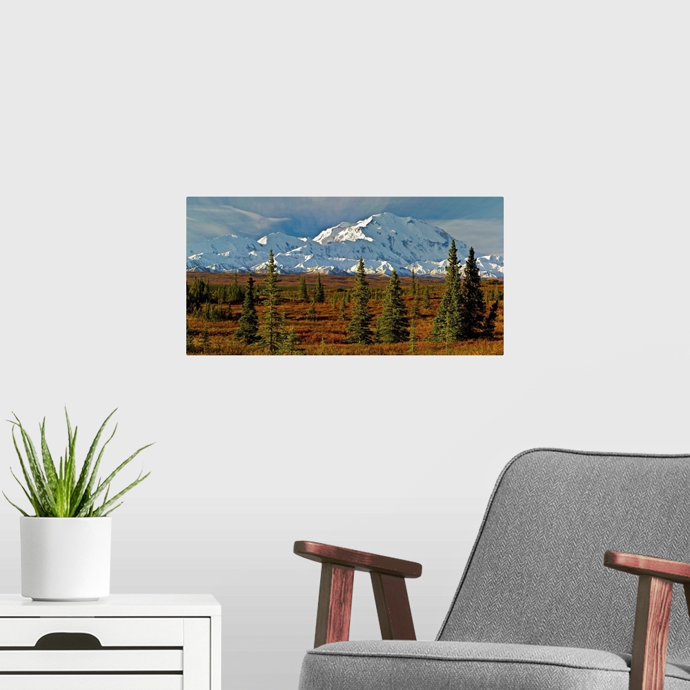 A modern room featuring Autumn tundra and spruce trees, Mt McKinley, Denali National Park, Alaska