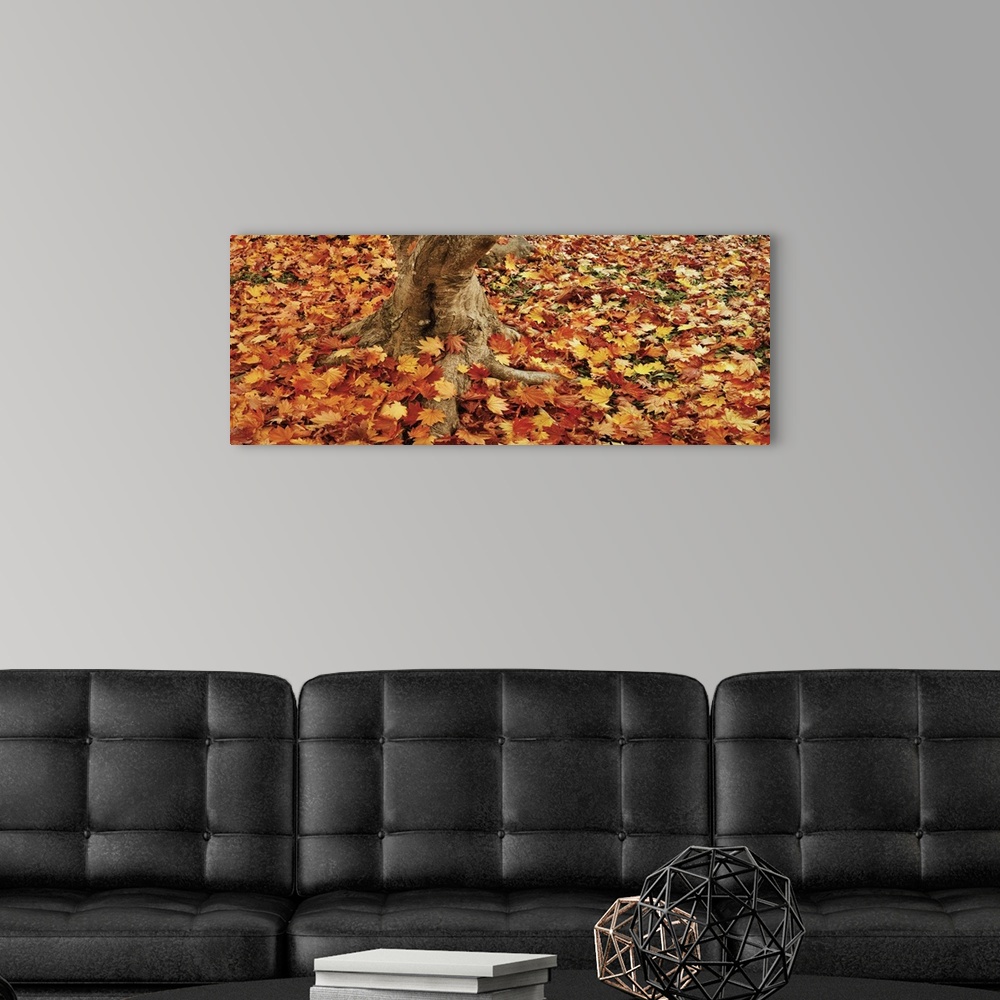 A modern room featuring Autumnal leaves of a Maple tree scattered on the ground