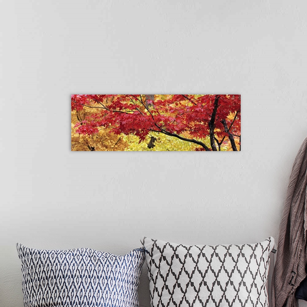 A bohemian room featuring Big panoramic piece that is a photograph taken of a maple tree with red leaves and various colore...