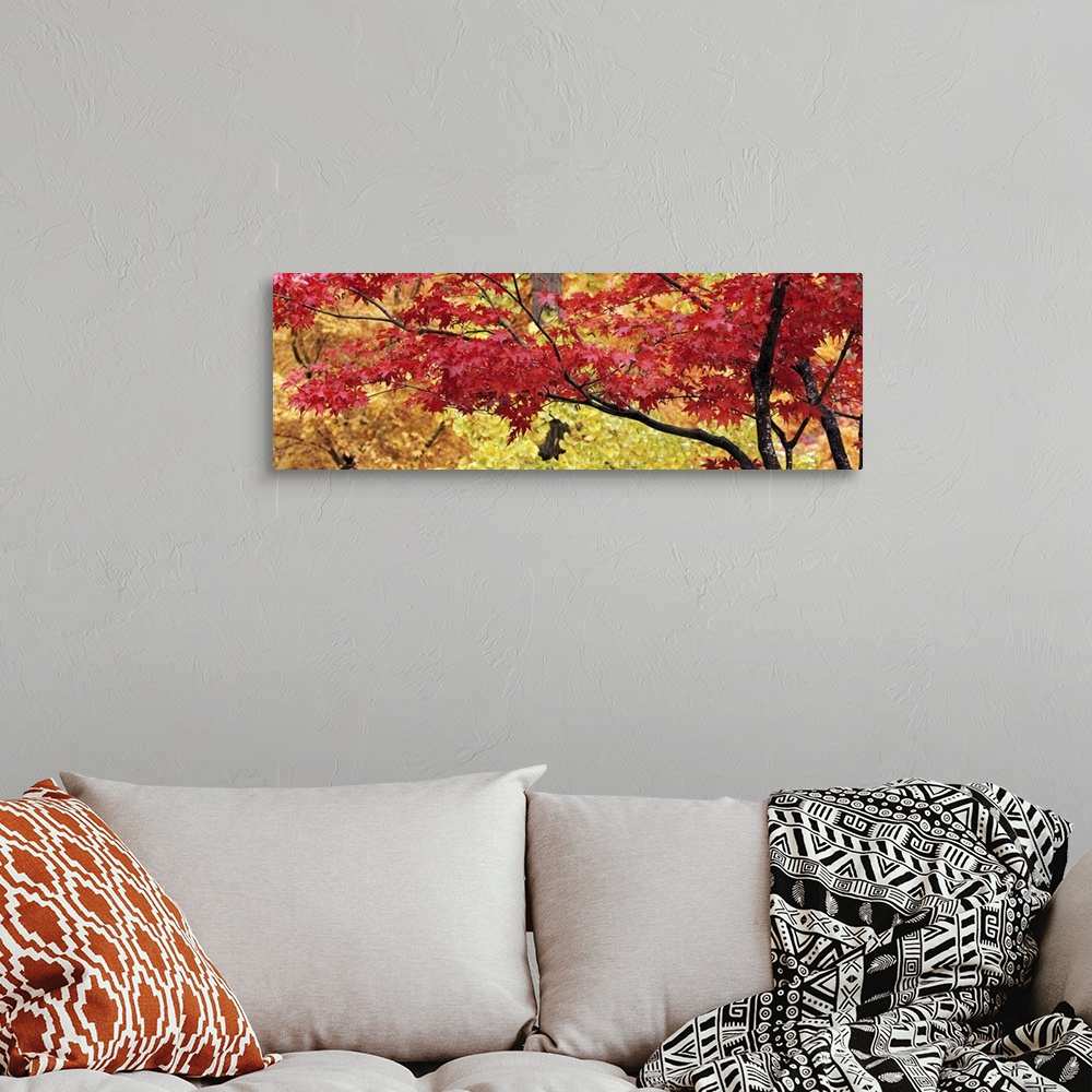 A bohemian room featuring Big panoramic piece that is a photograph taken of a maple tree with red leaves and various colore...