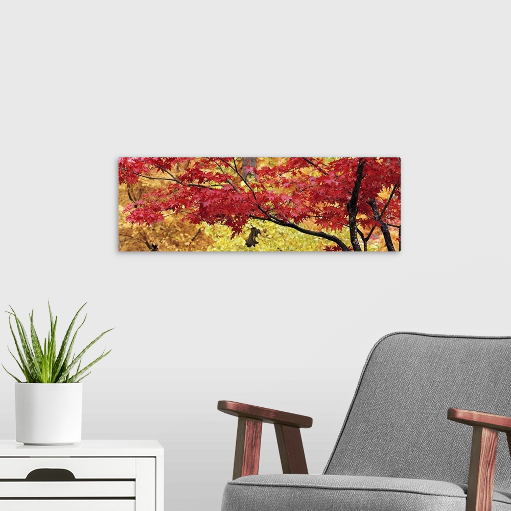 A modern room featuring Big panoramic piece that is a photograph taken of a maple tree with red leaves and various colore...