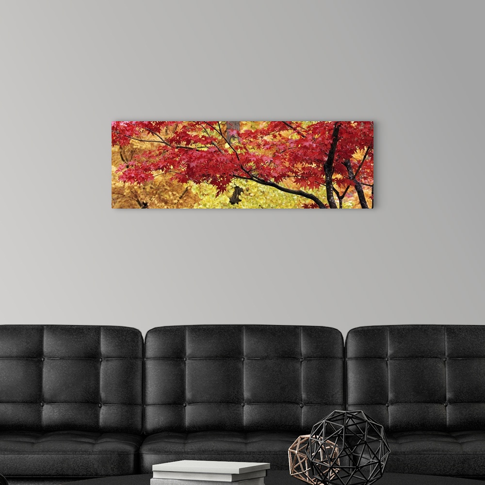 A modern room featuring Big panoramic piece that is a photograph taken of a maple tree with red leaves and various colore...