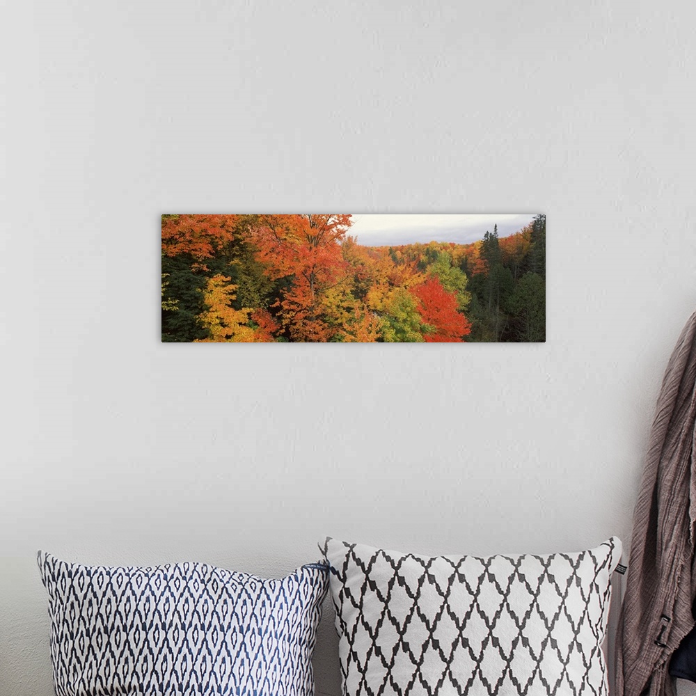 A bohemian room featuring This is a panoramic photograph of a canopy of fall foliage extending beyond the horizon.