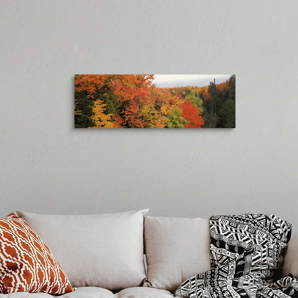 A bohemian room featuring This is a panoramic photograph of a canopy of fall foliage extending beyond the horizon.