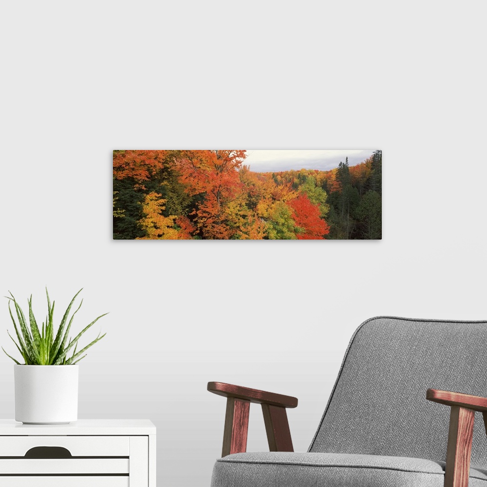 A modern room featuring This is a panoramic photograph of a canopy of fall foliage extending beyond the horizon.
