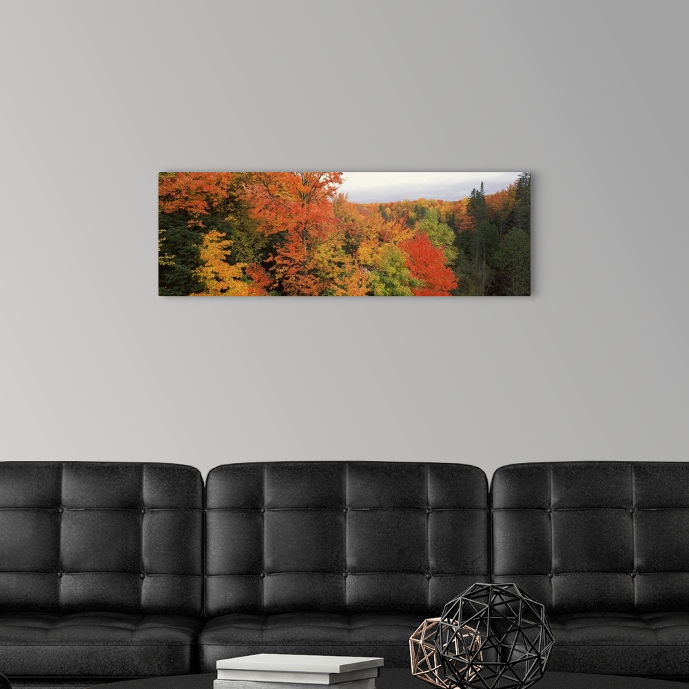 A modern room featuring This is a panoramic photograph of a canopy of fall foliage extending beyond the horizon.