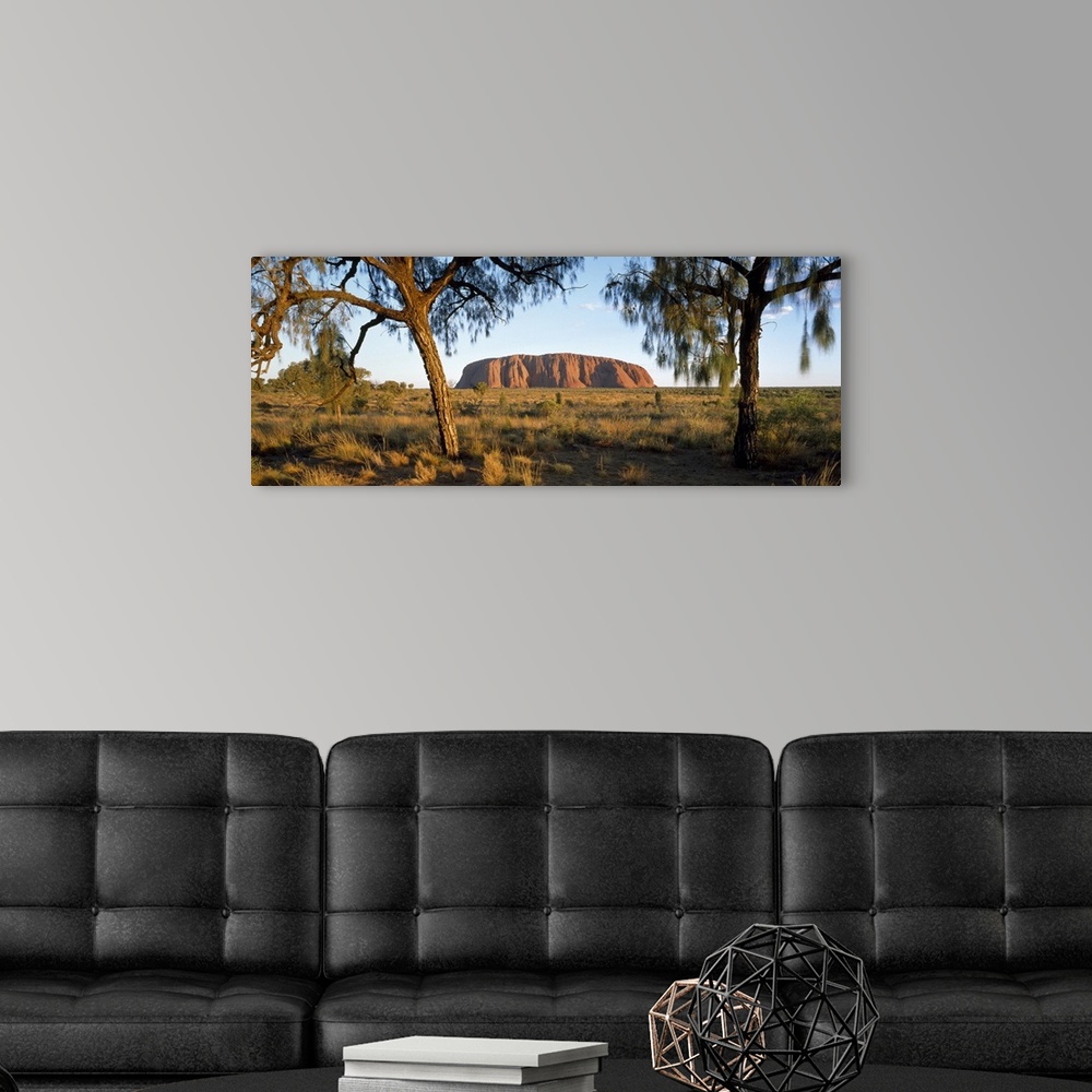 A modern room featuring This panoramic photograph is taken of Ayers Rock from a distance through trees and across massive...