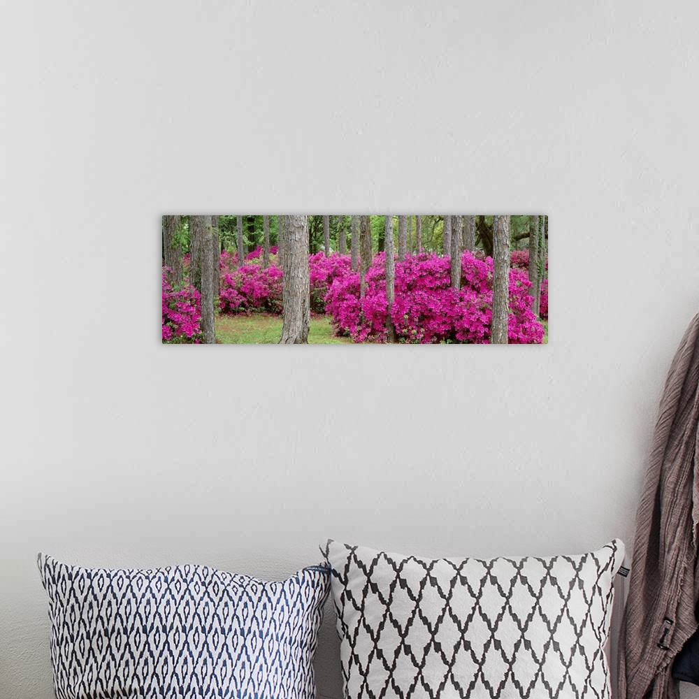 A bohemian room featuring Panoramic photograph flowering bushes in forest.