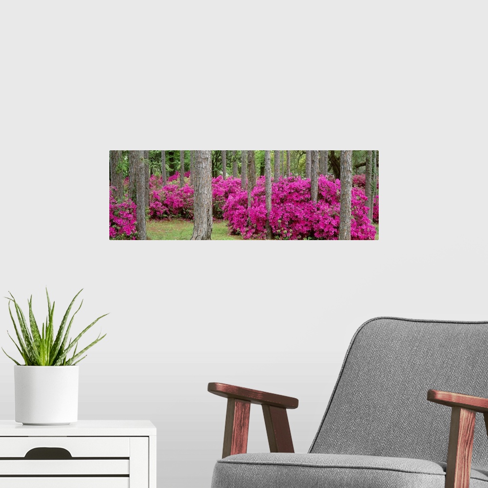 A modern room featuring Panoramic photograph flowering bushes in forest.