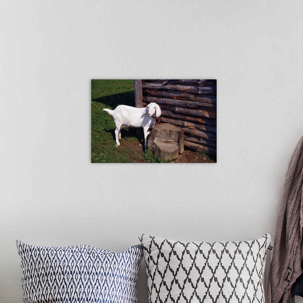 A bohemian room featuring Baby goat by weathered wood outbuilding.