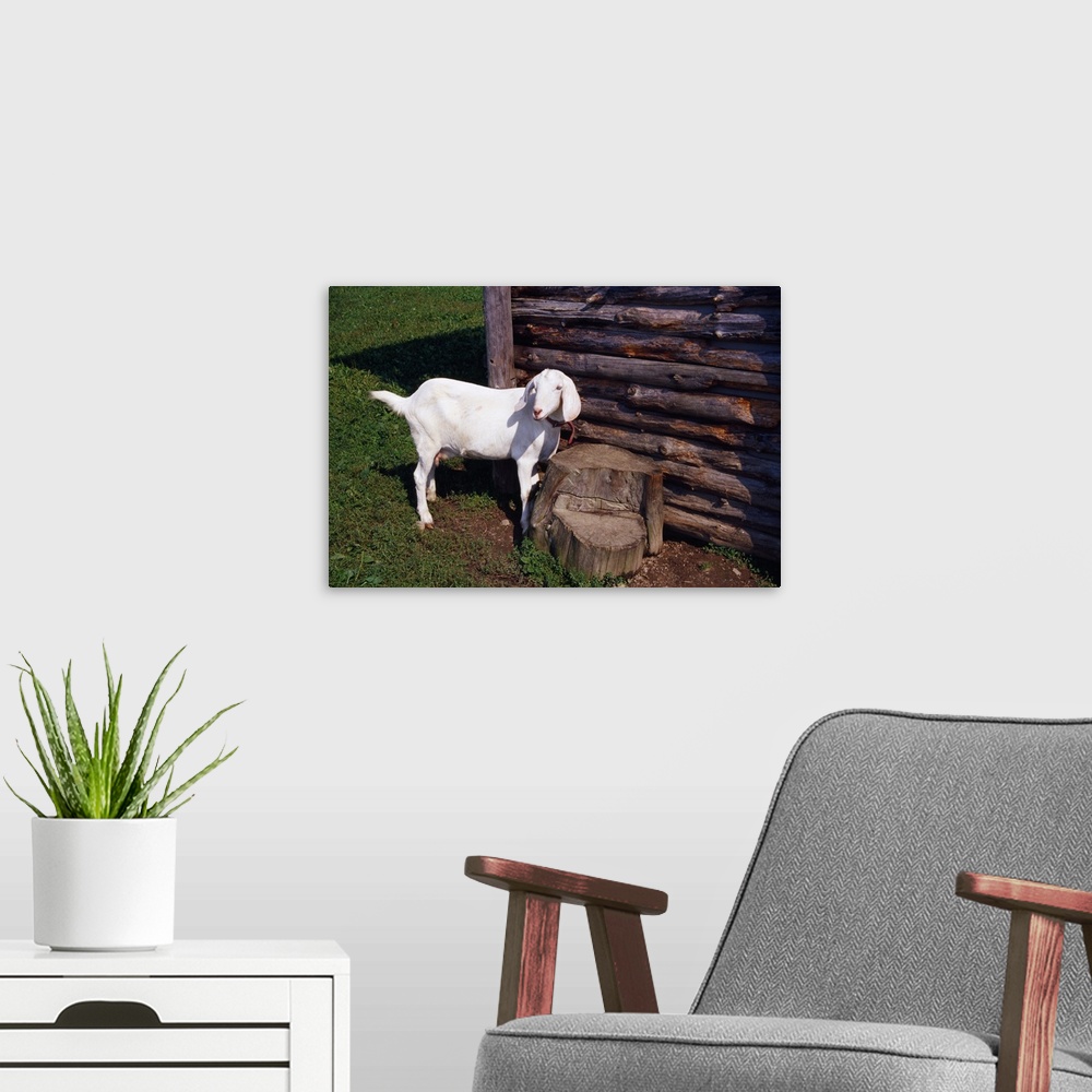 A modern room featuring Baby goat by weathered wood outbuilding.