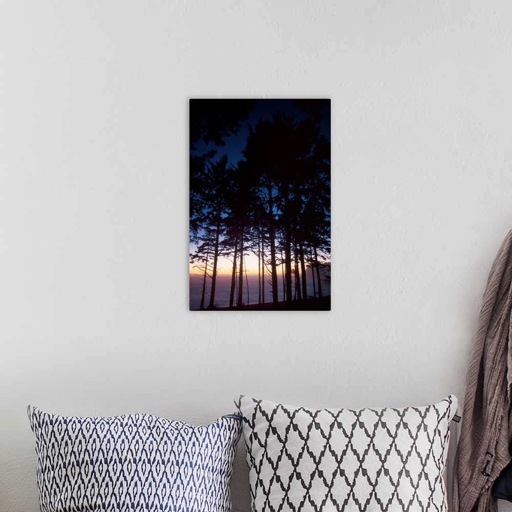 A bohemian room featuring Back Lit Pine Trees At Second Beach