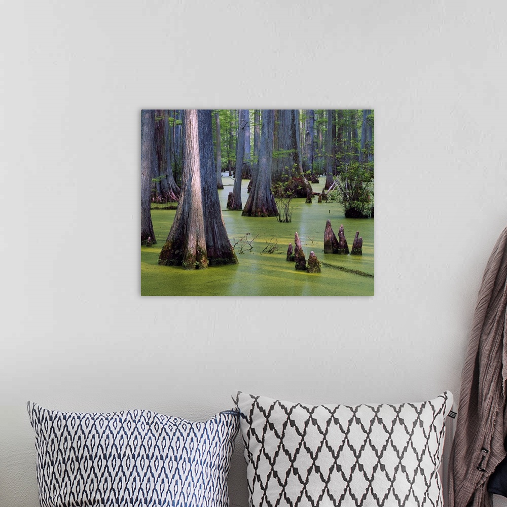 A bohemian room featuring Bald cypress trees (Taxodium distichum) growing in algae-covered Heron Pond, Cache River State Na...