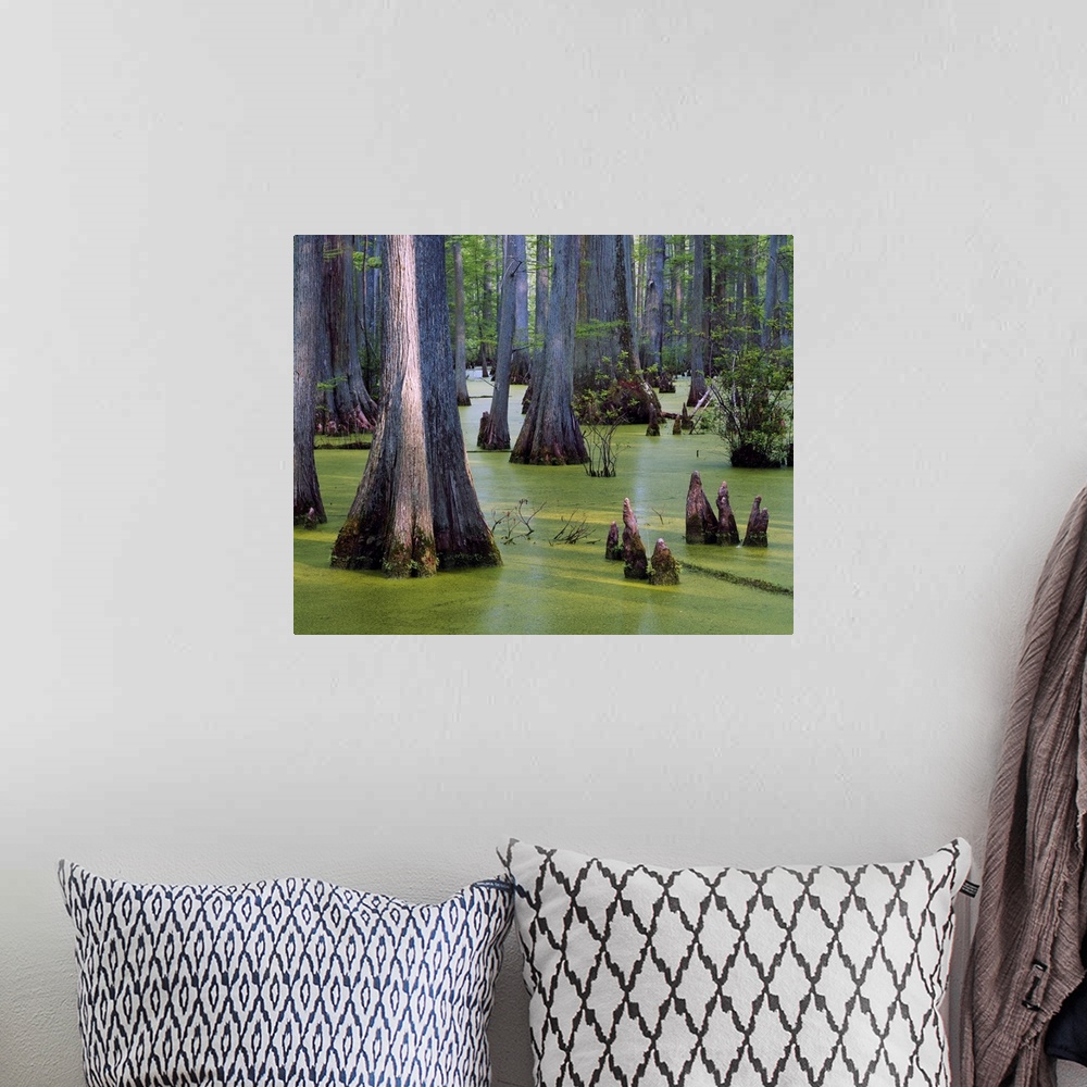 A bohemian room featuring Bald cypress trees (Taxodium distichum) growing in algae-covered Heron Pond, Cache River State Na...