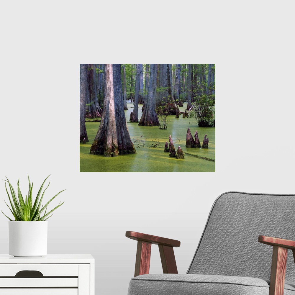 A modern room featuring Bald cypress trees (Taxodium distichum) growing in algae-covered Heron Pond, Cache River State Na...
