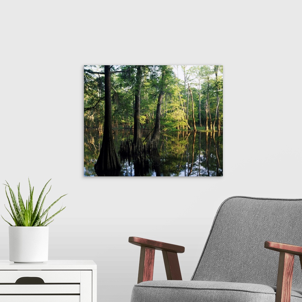 A modern room featuring Large trees are photographed as they grow from water. A line of them stand in the background.