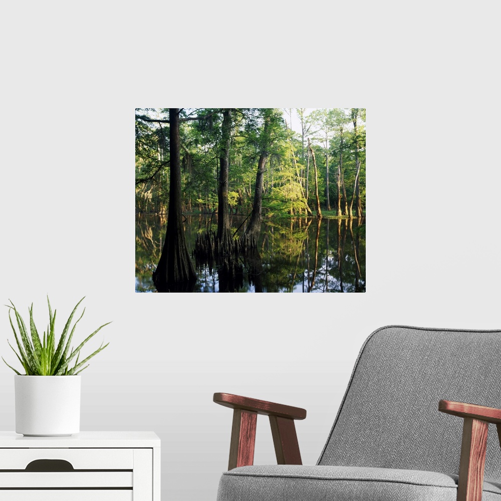 A modern room featuring Large trees are photographed as they grow from water. A line of them stand in the background.