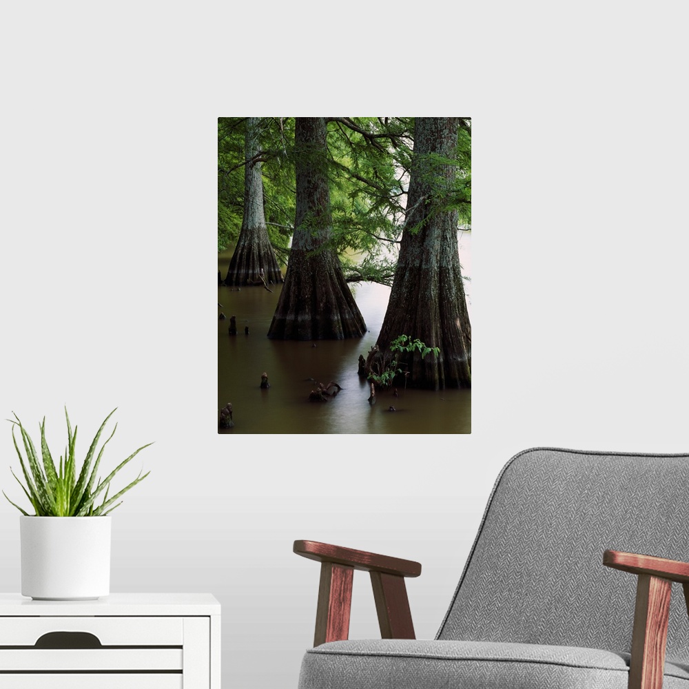 A modern room featuring Giant vertical photograph of several large cypress tree trunks with branches of green overhead, i...