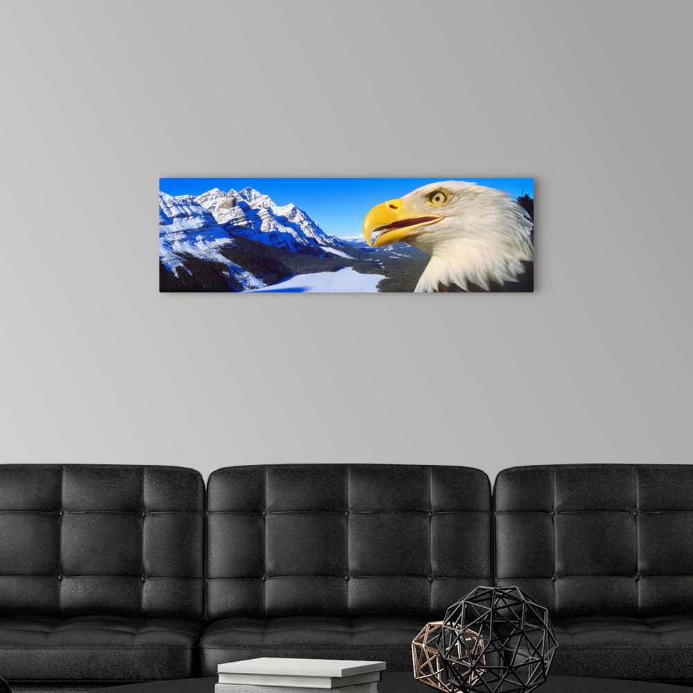 A modern room featuring Bald Eagle & Peyto Lake Alberta Canada