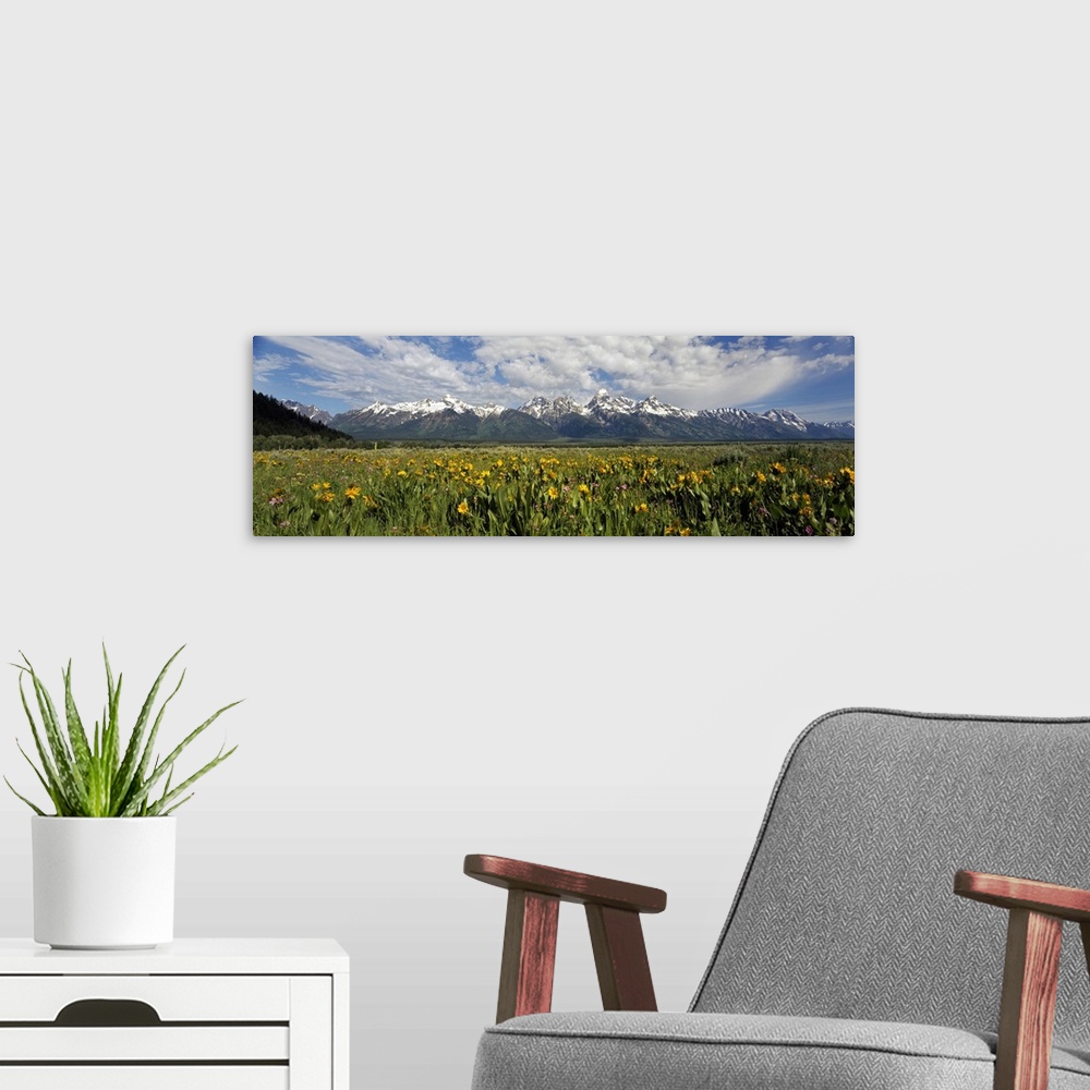 A modern room featuring Balsam roots in a field with mountains in the background, Antelope Flats, Grand Teton National Pa...