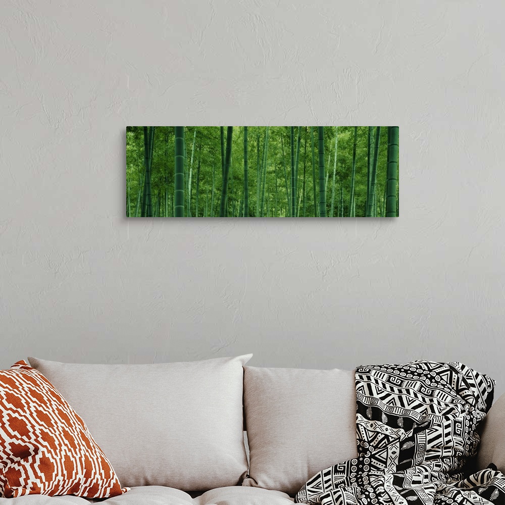 A bohemian room featuring Large panoramic photo of bamboo tree trunks in a forest.