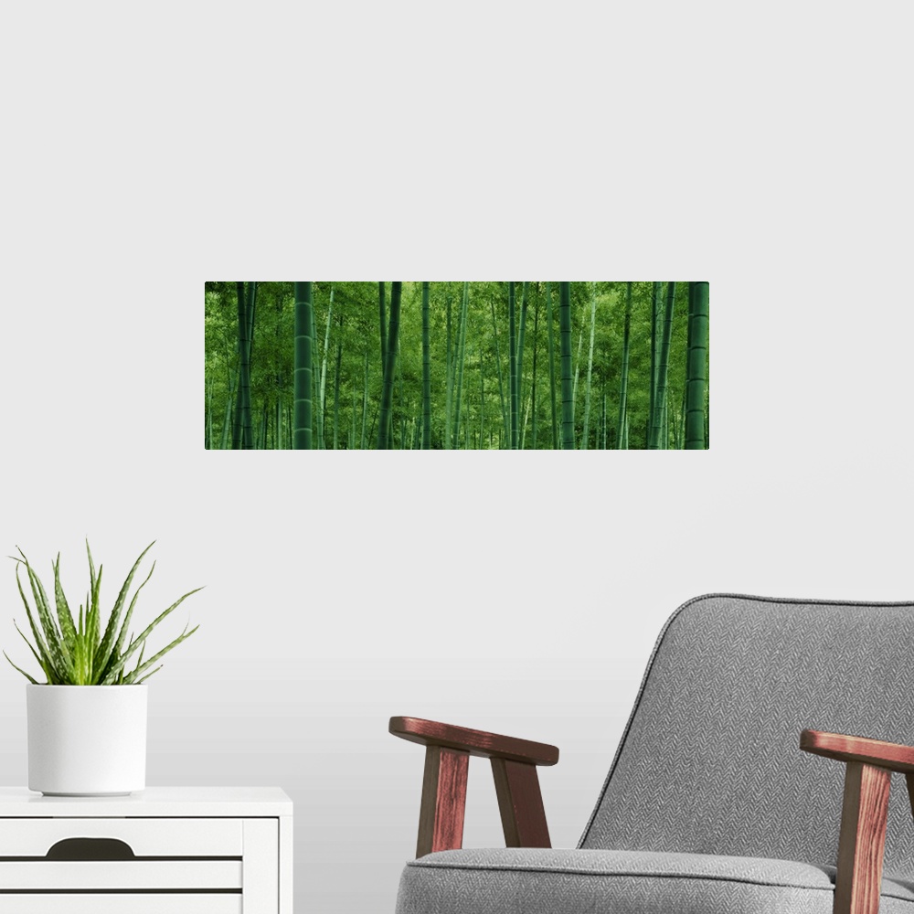 A modern room featuring Large panoramic photo of bamboo tree trunks in a forest.