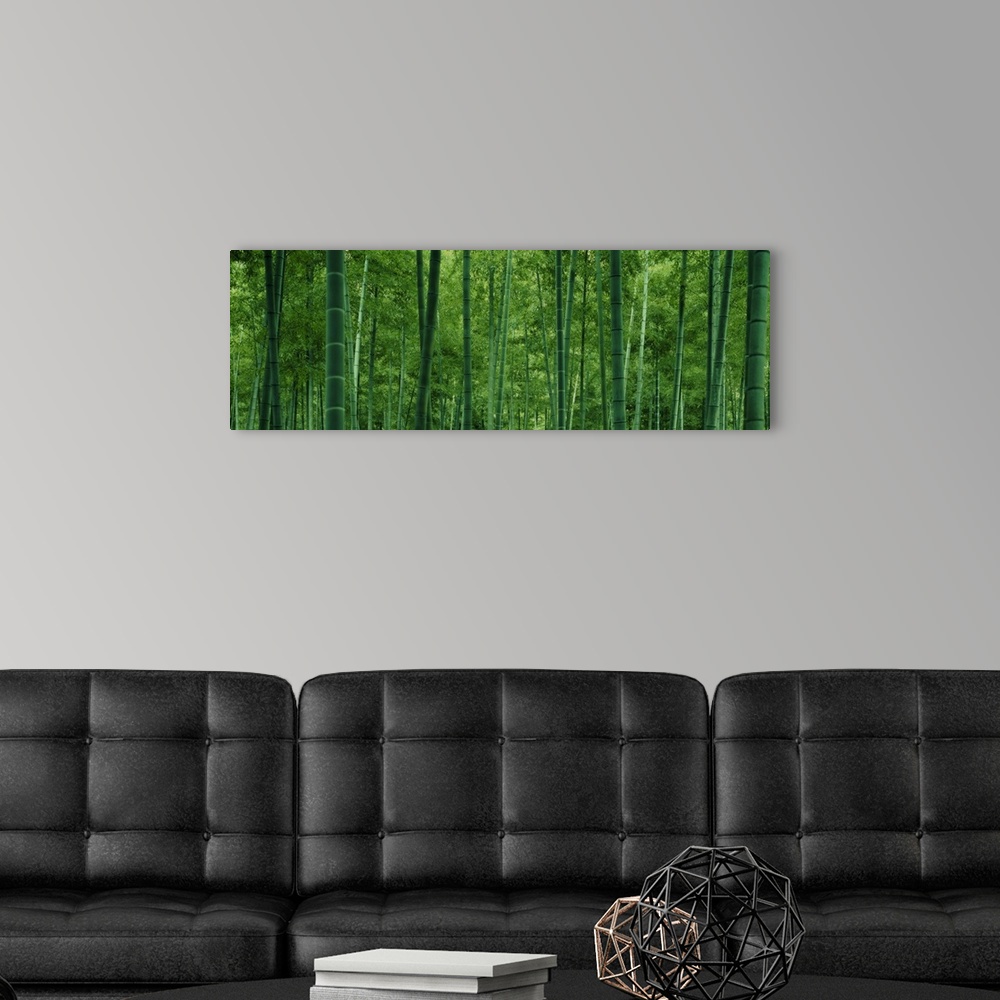 A modern room featuring Large panoramic photo of bamboo tree trunks in a forest.