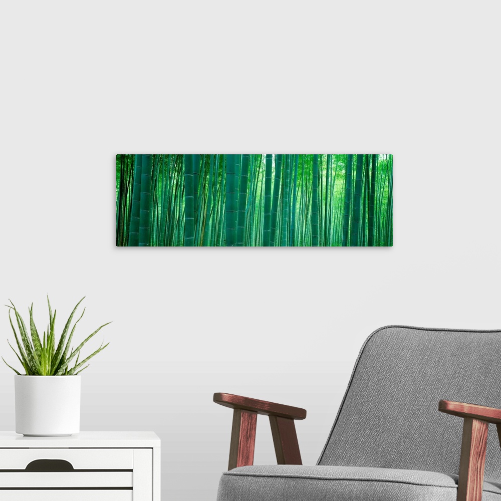 A modern room featuring Panoramic wall art of vertical stalks of bamboo in a shaded forest.